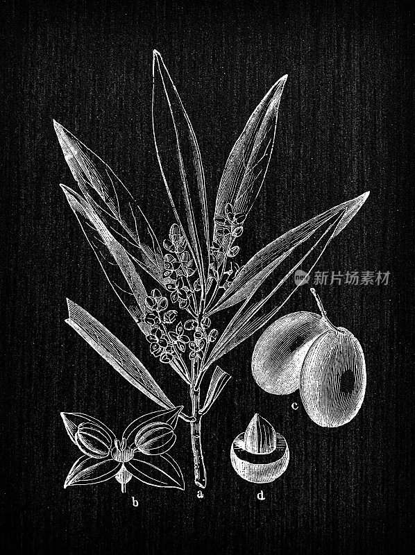 植物学植物古董雕刻插画:Olea europaea(橄榄树)